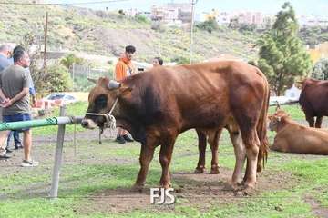 El Valle de los Nueve Alto celebra el día grande de sus fiestas patronales/Francisco Javier Santana.